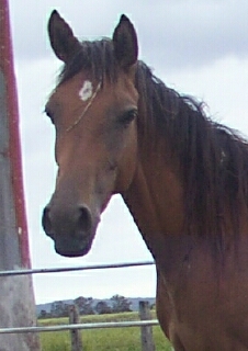 Rising 3yo Arabian Filly